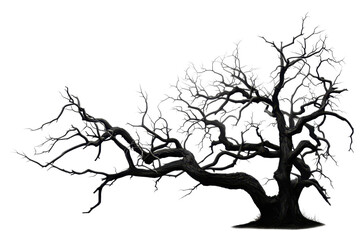dark spooky dead tree isolated on white or transparent png