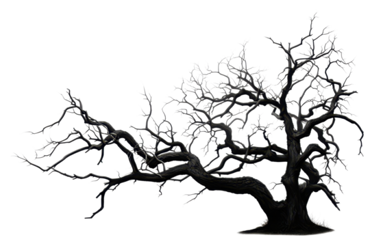dark spooky dead tree isolated on white or transparent png