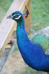 Obraz premium peacock