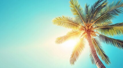 Tropical Palm Tree, Sunny Sky, Looking Up, Vacation Background