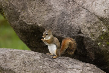 American red squirrel, Tamiasciurus hudsonicus in Minnesota.