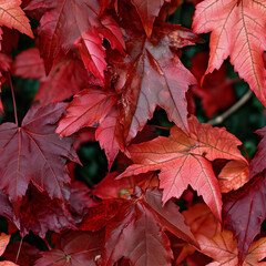 red wet leaves seamless
