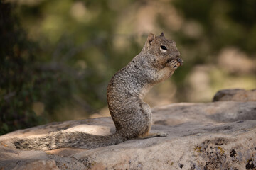 Rock squirrel, Otospermophilus variegatus in Arizona.