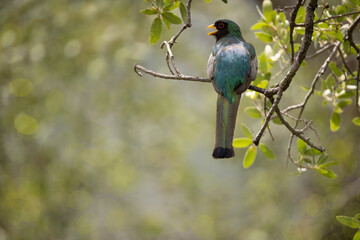 Elegant trogon, Trogon elegans perched in Arizona.