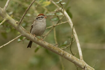 Chipping Sparrow, Spizella passerina, perched in Texsas.
