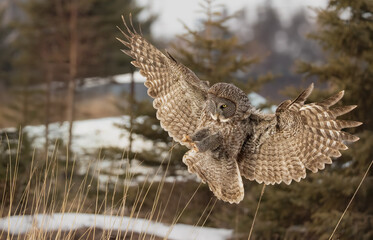 Great grey owl, Strix nebulosa with feet out before pouncing, Minnesota. 