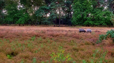 Wildly blooming calluna vulgaris, settled in a uncut, meadow, two lonely  sheeps on pasture,  in the background trees near Haltern Germany