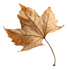 Fototapeta premium Single Dried Leaf with Curled Edges: Perfect for Autumn Themes, Nature Photography, Botanical Design, Seasonal Concepts, and Organic Textures.