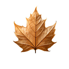 Fototapeta premium Single Dried Leaf with Curled Edges: Perfect for Autumn Themes, Nature Photography, Botanical Design, Seasonal Concepts, and Organic Textures.