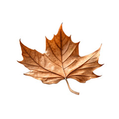 Obraz premium Single Dried Leaf with Curled Edges: Perfect for Autumn Themes, Nature Photography, Botanical Design, Seasonal Concepts, and Organic Textures.