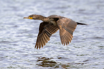 Double-crested Cormorant flying low over gray water