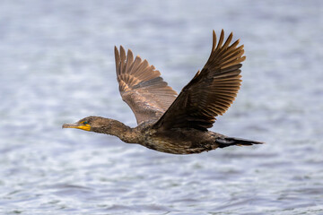 Double-crested Cormorant flying low over gray water
