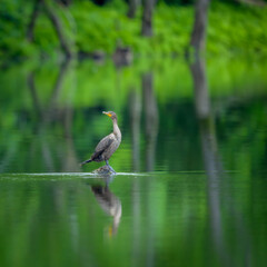 Double-crested Cormorant standing on log in calm water