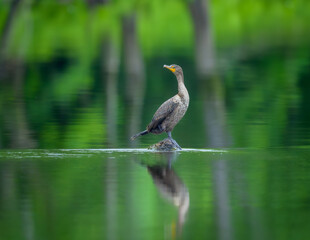 Double-crested Cormorant standing on log in calm water