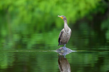 Double-crested Cormorant standing on log in calm water