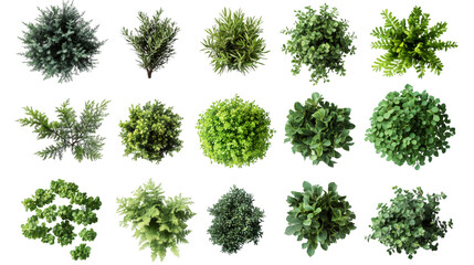 Collection of ornamental plants creating a vibrant and diverse garden atmosphere, perfect for landscaping and architectural visualization