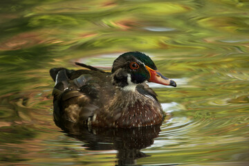 Wood duck in the water. Fall colors