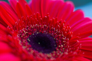 close-up of a beautiful Gerber Jameson flower in the garden