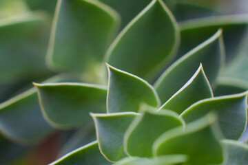 close-up Succulent flower in a pot in a greenhouse