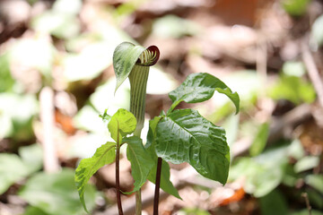 Jack in the Pulpit