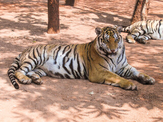 Obraz premium a beautiful big tiger is resting and walking around the zoo