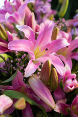 close-up of a bouquet of beautiful Lilium pink flowers in the garden
