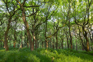 Enchanting Padley Gorge, Peak District National Park: Springtime Oak Woodland with Fresh Ferns, Bluebell Blooms, and Tranquil Nature