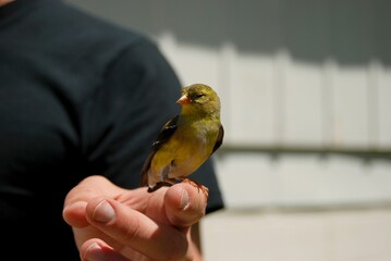 Obraz premium Yellow bird perched on finger.
