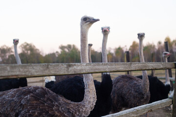 a flock of adult ostriches on a farm
