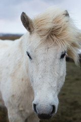 beautiful Icelandic horses with long manes are grazing and eating hay