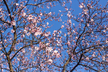 close-up of beautiful cherry blossoms in the garden