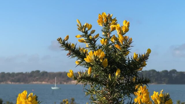 close up of yellow gorse flowers on the shore of a lake