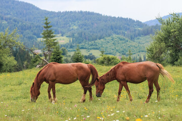 Obraz premium beautiful brown horses graze on a pasture in the mountains and eat grass