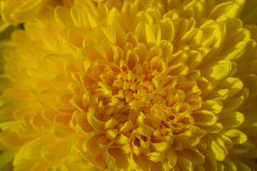 close up of a beautiful yellow chrysanthemum flower in the garden