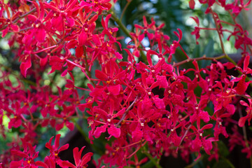 Fototapeta premium close up of beautiful Renanthera flowers in the garden