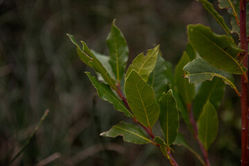 Close-up of vibrant green leaves of bay leaf on a branch, illuminated by soft natural light. The background is blurred, highlighting the intricate details of the leaves.