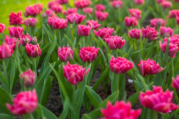 beautiful colorful tulip flowers are growing in the garden