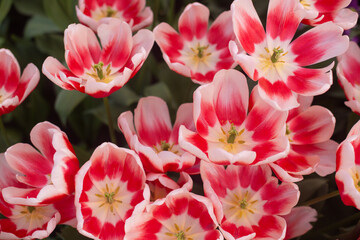 beautiful colorful tulip flowers are growing in the garden