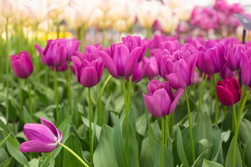 Obraz premium beautiful colorful tulip flowers are growing in the garden
