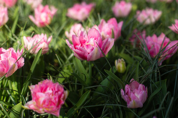 beautiful colorful tulip flowers are growing in the garden