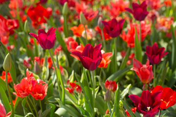 Obraz premium beautiful colorful tulip flowers are growing in the garden