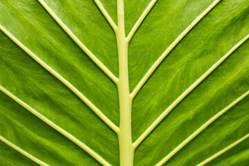 close-up texture and fibers, veins on a leaf