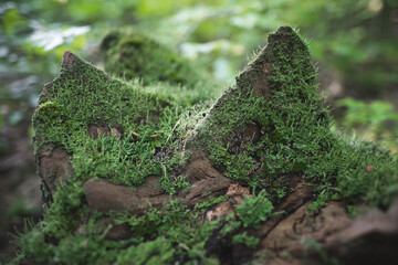 a stump from a tree cut down by loggers in the forest is covered with moss