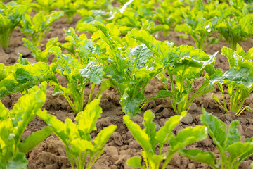 Field of sugar beets, vital crop for sugar production, with lush green foliage stretching across landscape, growing in the field, ready for harvest, sugar production, agricultural rich farmland