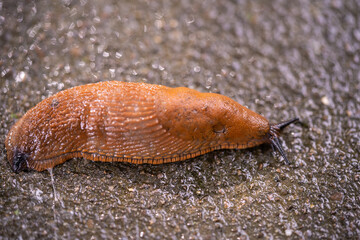 close-up of a Spanish snail (Arion vulgaris) outdoors