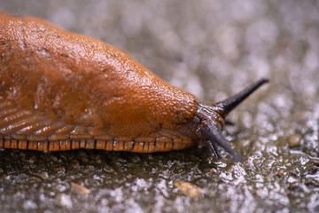 close-up of a Spanish snail (Arion vulgaris) outdoors