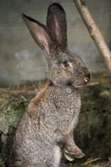 a beautiful grey domestic rabbit is grazing and walking in the enclosure outdoors