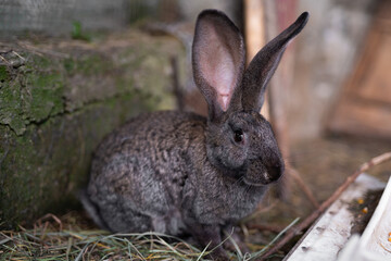 a beautiful grey domestic rabbit is grazing and walking in the enclosure outdoors