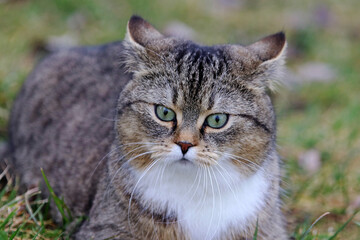 Das lustige Gesicht einer kleinen dicken Katze mit angelegten Ohren