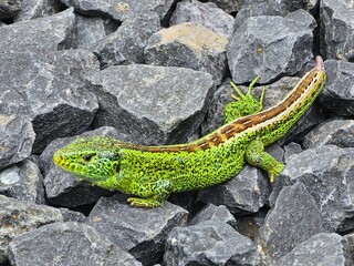 lizard on a stone